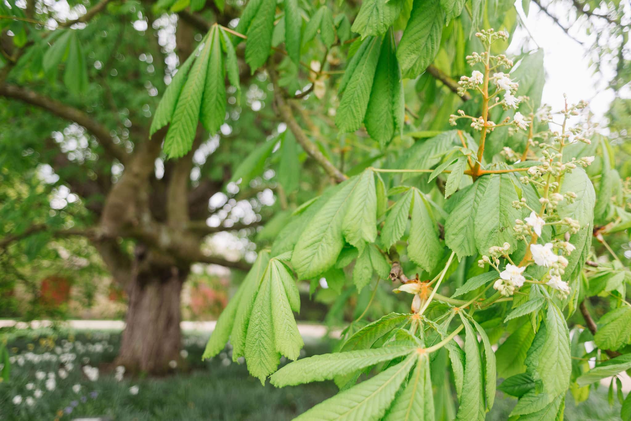 Horse Chestnut Tree in Bloom at South Farm