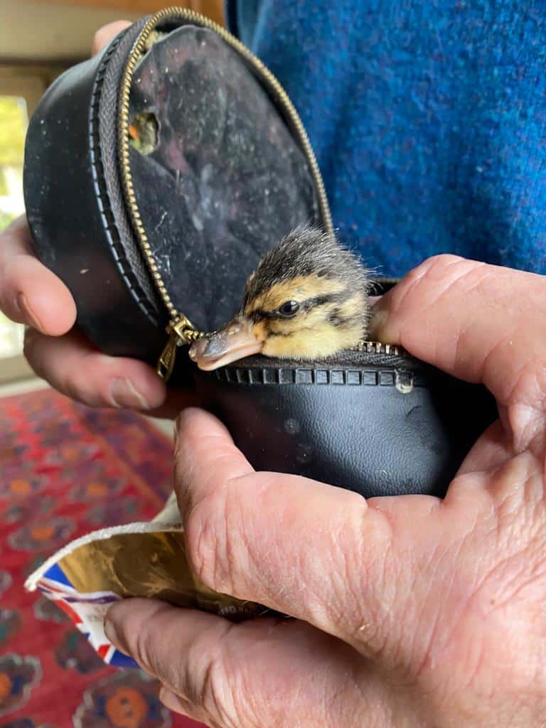 Runner Duck Chick Nestles in Fishing Bait Box at South Farm Wedding Venue 