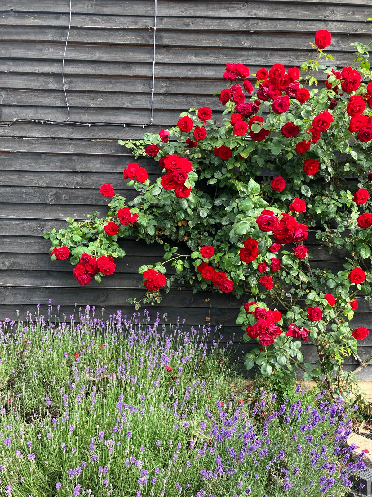 Red Roses in front of black barn at Wedding Venue