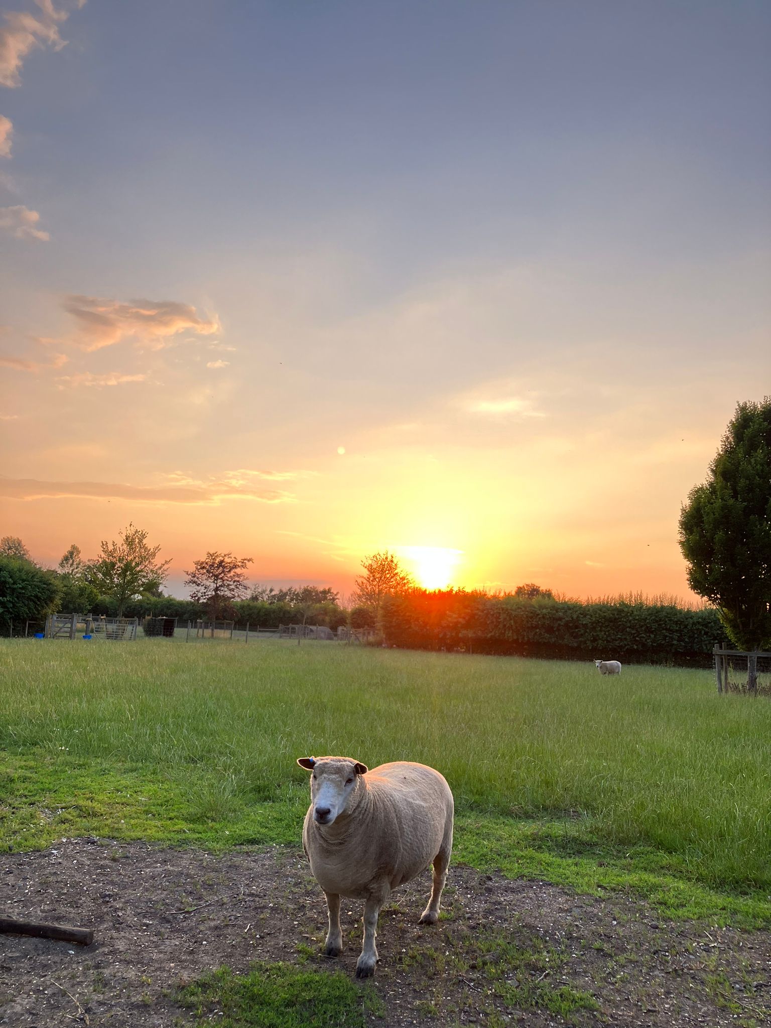 Sheep at Sunset in paddock