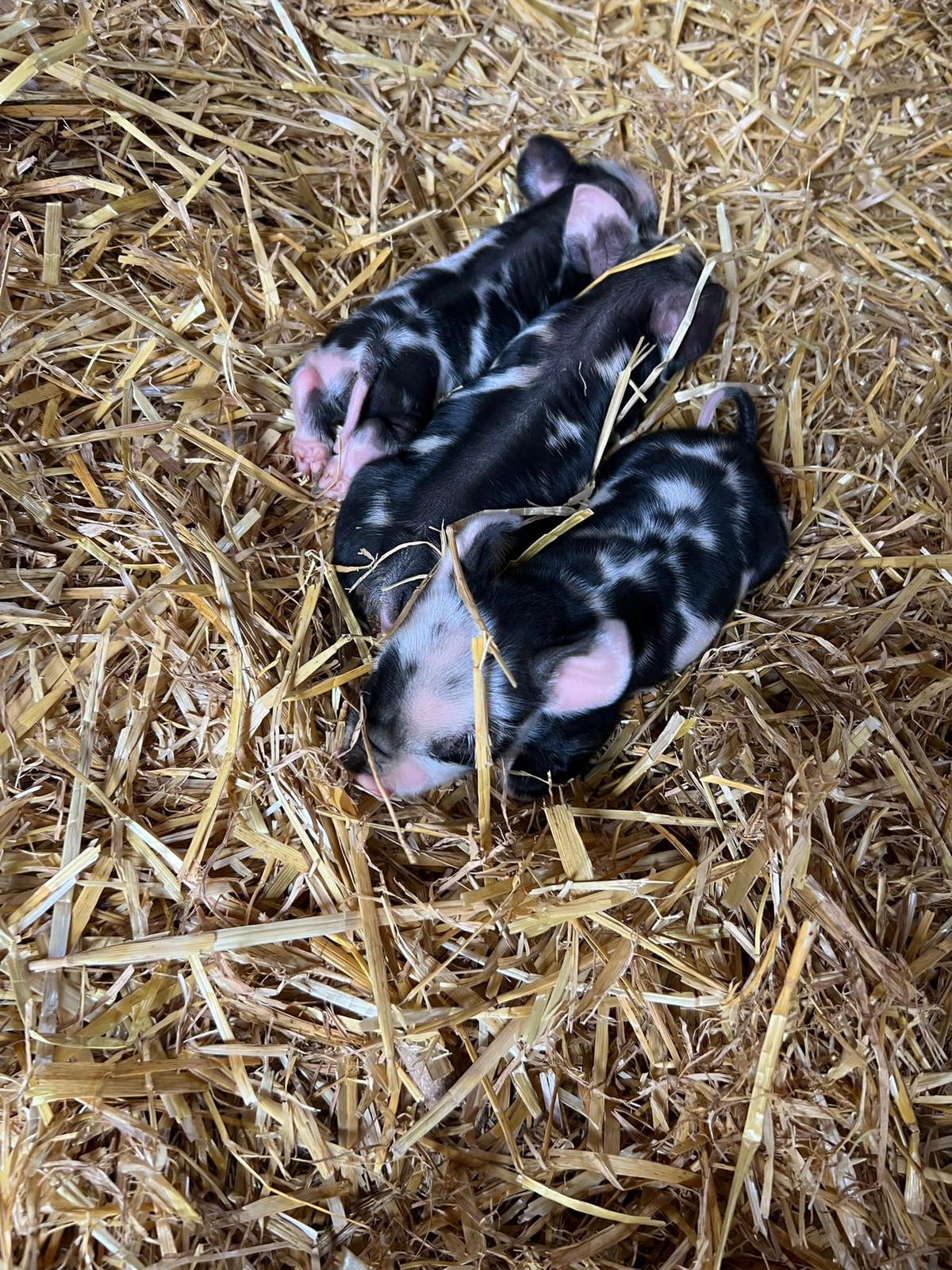 Tiny new born piglets in straw at barnyard