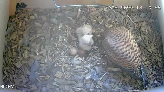 Kestrel chicks with Kestrel Mum in nesting box